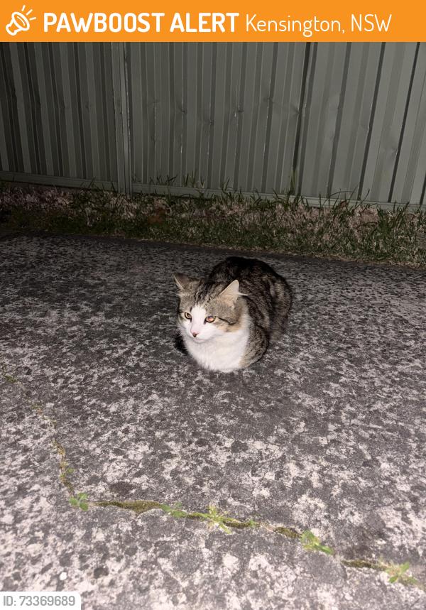 Found/Stray Unknown Cat last seen Doncaster Avenue near Ogalo, Kensington, NSW 2033