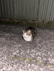 Found/Stray Unknown Cat last seen Doncaster Avenue near Ogalo, Kensington, NSW 2033