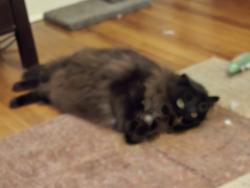 Reunited Male Cat last seen Stoneybrook Lane, Drexel Hill, PA 19026