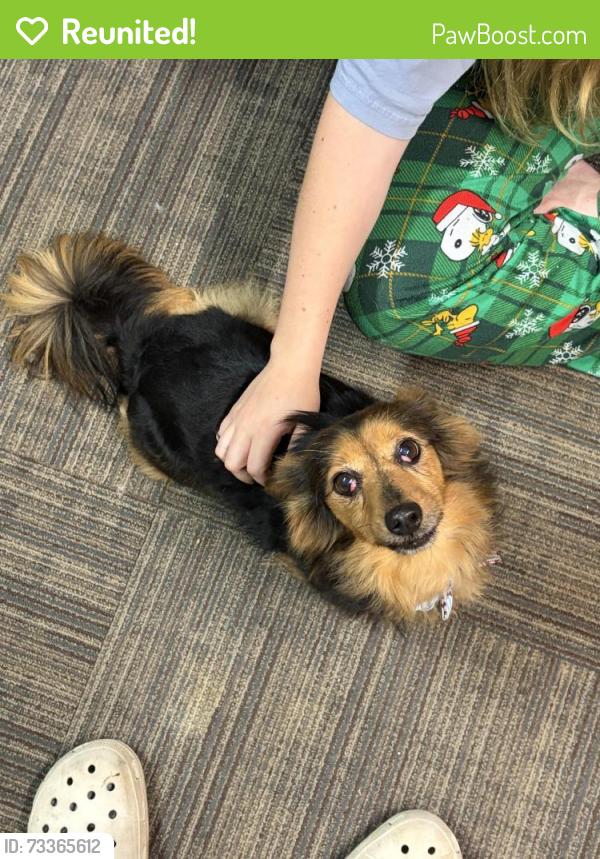 Reunited Female Dog last seen River road and Robin ridge circle, Piedmont, SC 29673