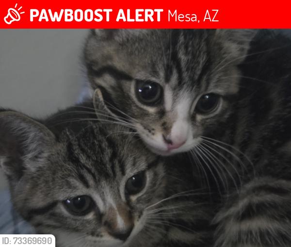 Lost Unknown Cat last seen Rise apmts at Dobson ranch, in back parking lot, Mesa, AZ 85202
