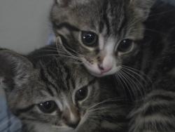 Lost Unknown Cat last seen Rise apmts at Dobson ranch, in back parking lot, Mesa, AZ 85202