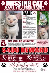 Reunited Male Cat last seen Near Orange Ave, Long Beach, CA 90802, USA, Long Beach, CA 90802