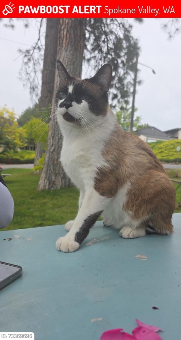 Lost Male Cat last seen East 6th Ave and South Farr, Spokane Valley, WA 99206