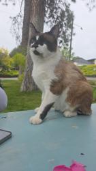 Lost Male Cat last seen East 6th Ave and South Farr, Spokane Valley, WA 99206