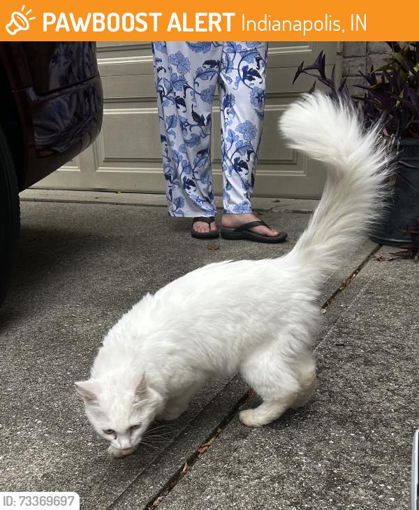 Found/Stray Female Cat last seen Fall Creek Parkway, Indianapolis, IN 46220