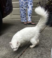 Found/Stray Female Cat last seen Fall Creek Parkway, Indianapolis, IN 46220