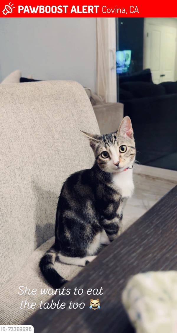 Lost Female Cat last seen Cypress Ave and Vincent Ace, Covina, CA 91722