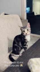 Lost Female Cat last seen Cypress Ave and Vincent Ace, Covina, CA 91722