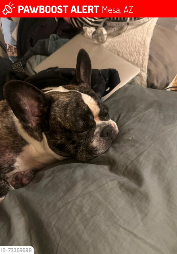 Lost Male Dog last seen Val vista and dragoon street, Mesa, AZ 85204