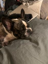 Lost Male Dog last seen Val vista and dragoon street, Mesa, AZ 85204