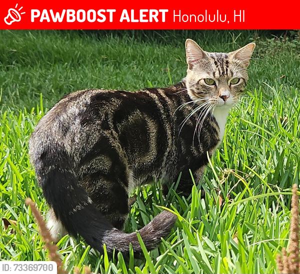 Lost Male Cat last seen Piikoi and Wilder, Piikoi and Davenport, Honolulu, HI 96822