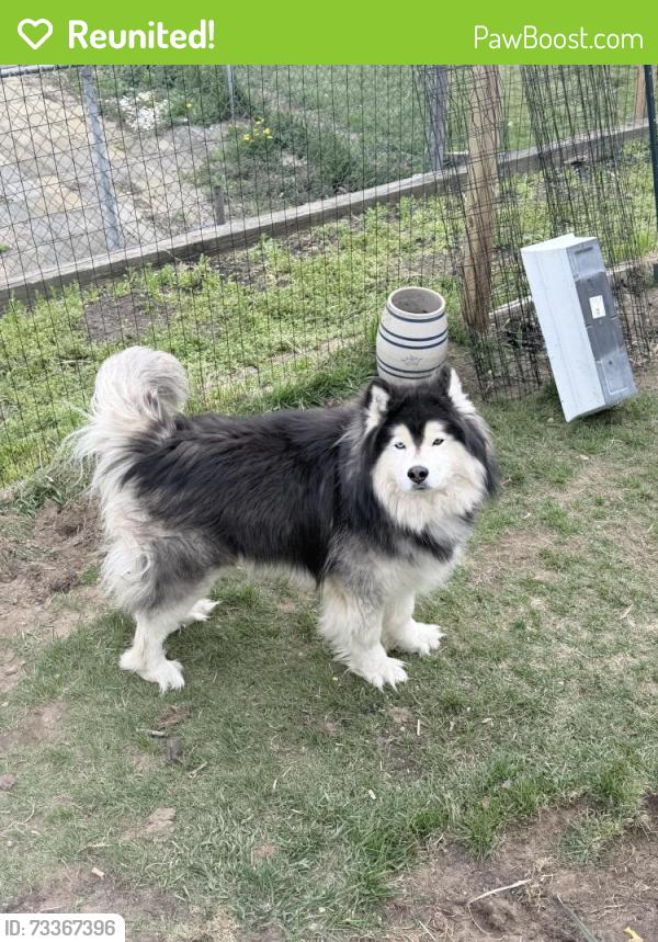 Reunited Male Dog last seen Sacandaga rd, Schenectady, NY 12302