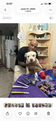 Lost Male Dog last seen Pembroke Pines Hollywood, Pembroke Pines, FL 33024