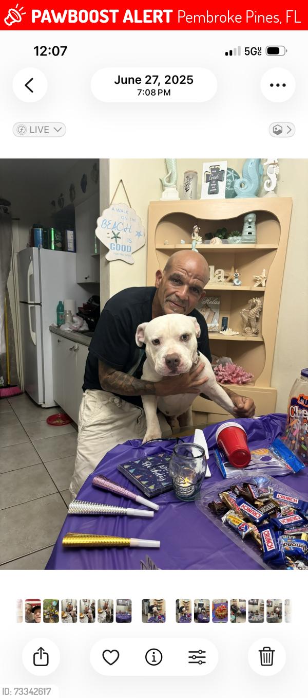 Lost Male Dog last seen Pembroke Pines Hollywood, Pembroke Pines, FL 33024