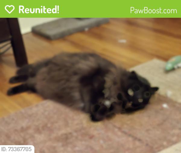 Reunited Male Cat last seen Stoneybrook Lane, Drexel Hill, PA 19026