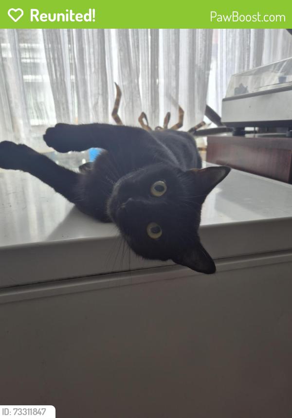 Reunited Female Cat last seen Newbridge road and surrounding areas, Kingston upon Hull, England HU9 2QB