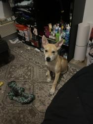 Lost Male Dog last seen Near Rifle Range Rd Winter Haven, FL 33880 United States, Winter Haven, FL 33880