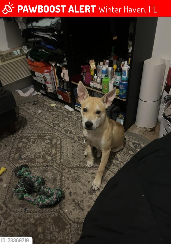 Lost Male Dog last seen Near Rifle Range Rd Winter Haven, FL 33880 United States, Winter Haven, FL 33880