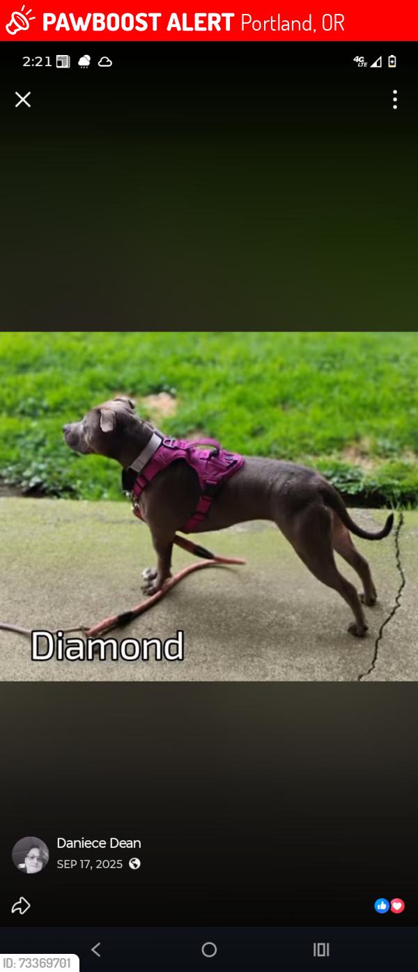 Lost Female Dog last seen Frisk5, Portland, OR 97217