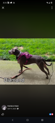 Lost Female Dog last seen Frisk5, Portland, OR 97217