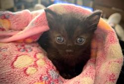 Shelter Stray Male Cat last seen Bexar County, 3353 Morningside Dr, New Braunfels, TX 78132, USA