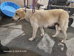 Shelter Stray Female Dog last seen STELLAR DR, 19640 Dogpatch Ln, Land O' Lakes, FL 34638, USA