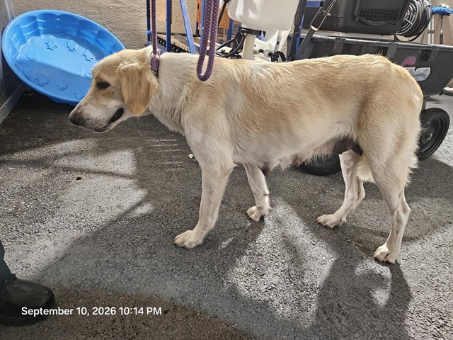 Shelter Stray Female Dog last seen STELLAR DR, 19640 Dogpatch Ln, Land O' Lakes, FL 34638, USA