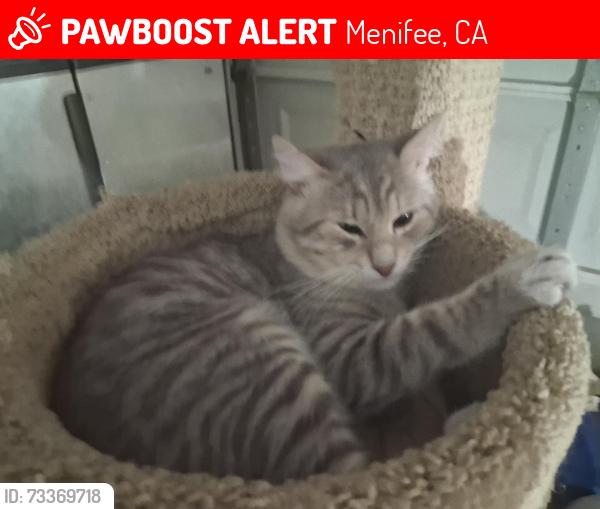 Lost Male Cat last seen Park City and Murrieta Rd, by El Pete Peterson Park, Menifee, CA 92584