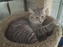 Lost Male Cat last seen Park City and Murrieta Rd, by El Pete Peterson Park, Menifee, CA 92584