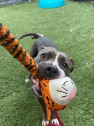 Shelter Stray Female Dog last seen Near Billie Holiday Ct, 21205, MD, 2490 Giles Rd, Baltimore, MD 21225, USA