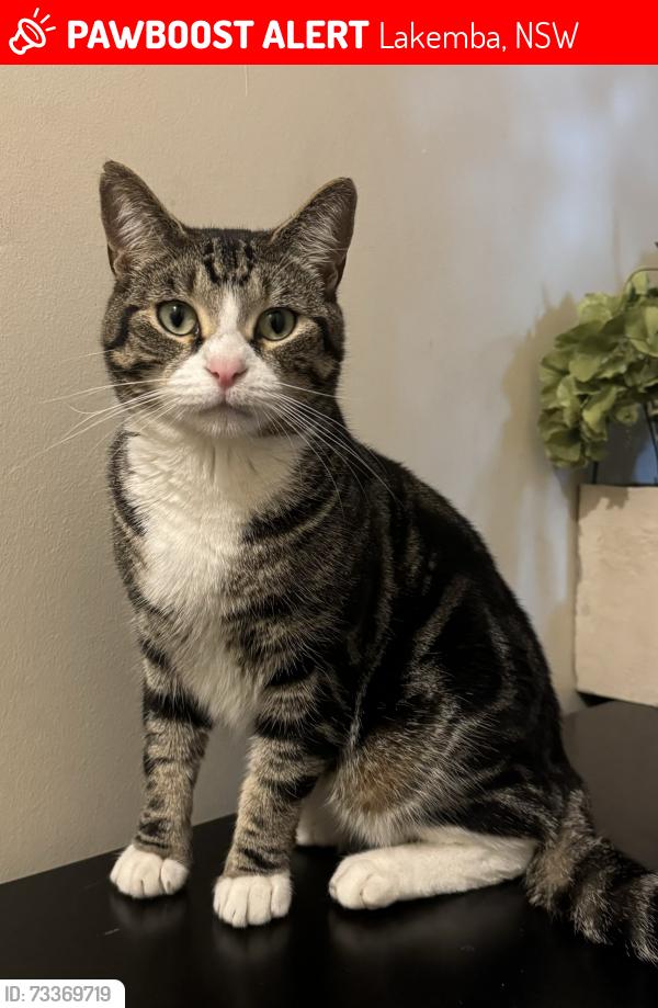 Lost Male Cat last seen The Boulevarde, Lakemba, NSW 2195