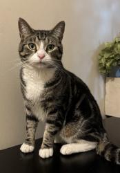 Lost Male Cat last seen The Boulevarde, Lakemba, NSW 2195