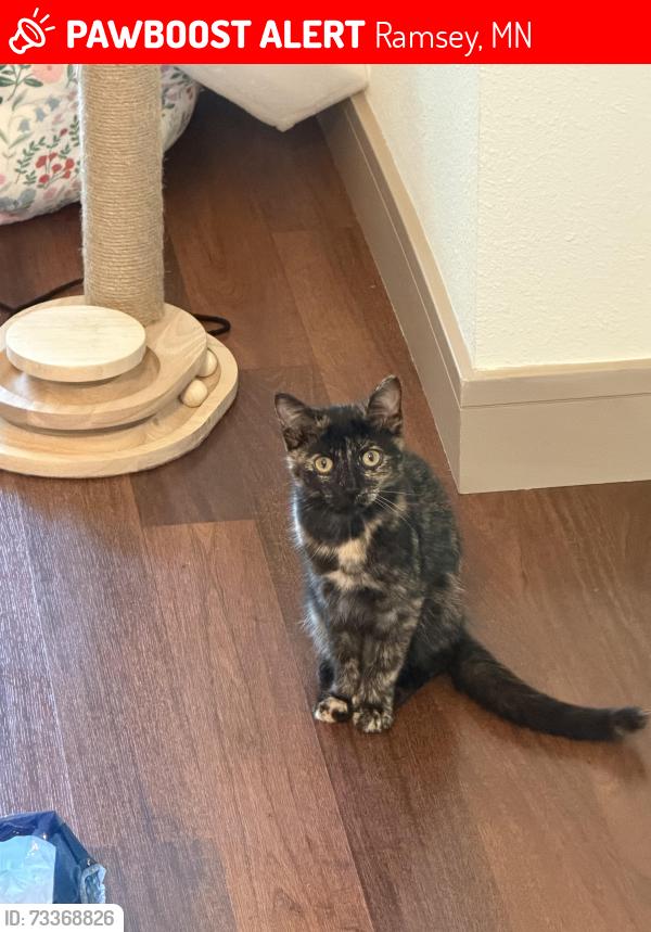 Lost Female Cat last seen Near sunwood dr nw, Ramsey, MN 55303