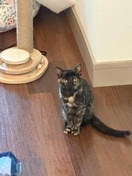 Lost Female Cat last seen Near sunwood dr nw, Ramsey, MN 55303