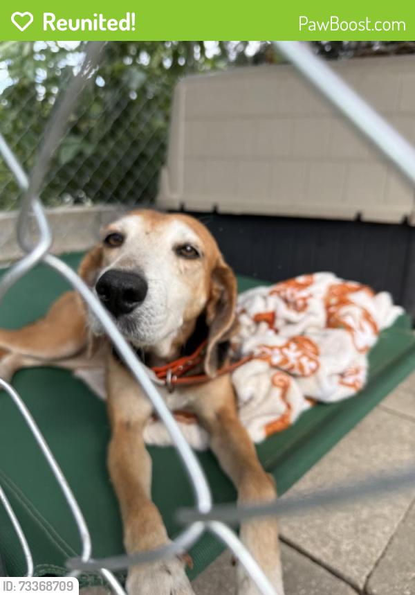 Reunited Female Dog last seen city hall, DeBary, FL 32713