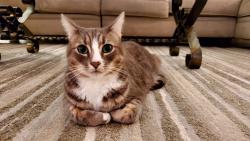 Reunited Male Cat last seen 12th St and Idaho, Santa Monica, CA 90403