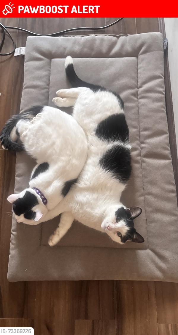 Lost Male Cat last seen Selsdon, Greater London, England CR2 8RL