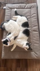 Lost Male Cat last seen Selsdon, Greater London, England CR2 8RL
