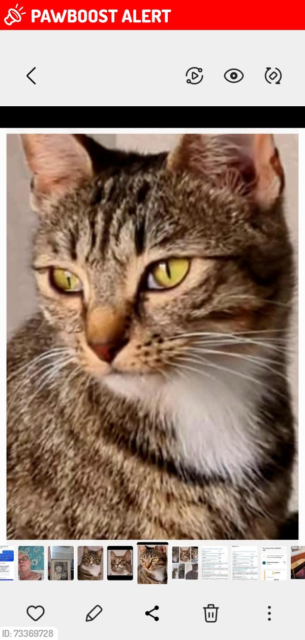 Lost Female Cat last seen Gandy road, West Midlands, England 
