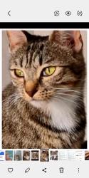 Lost Female Cat last seen Gandy road, West Midlands, England 