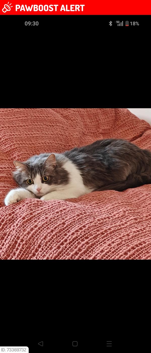 Lost Female Cat last seen Near Nellie cressall way, Greater London, England E3 4RW