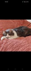 Lost Female Cat last seen Near Nellie cressall way, Greater London, England E3 4RW