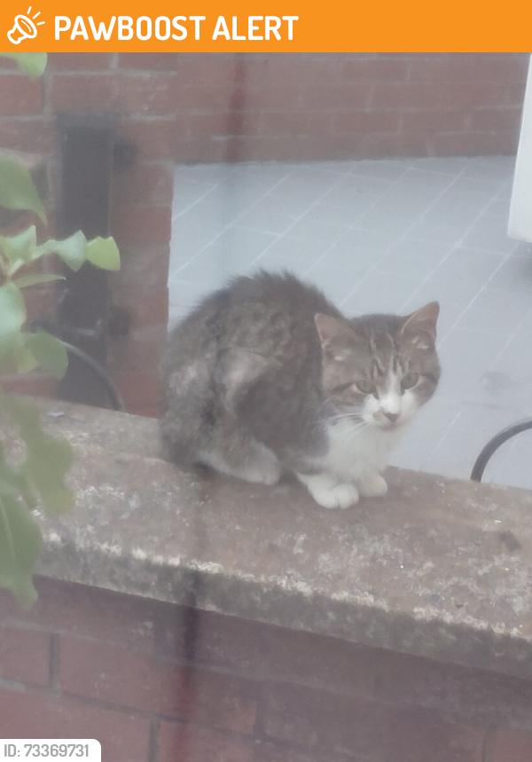 Found/Stray Unknown Cat last seen Finvoy street belfast, Belfast, Northern Ireland 