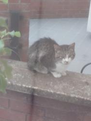 Found/Stray Unknown Cat last seen Finvoy street belfast, Belfast, Northern Ireland 