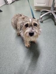 Reunited Male Dog last seen Balfour Road, Hendersonville, NC 28792
