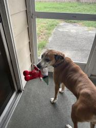 Lost Male Dog last seen 67th street near fire department, Bradenton, FL 34209
