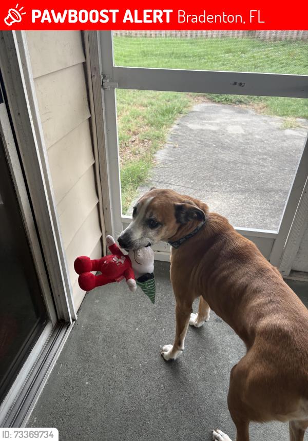 Lost Male Dog last seen 67th street near fire department, Bradenton, FL 34209