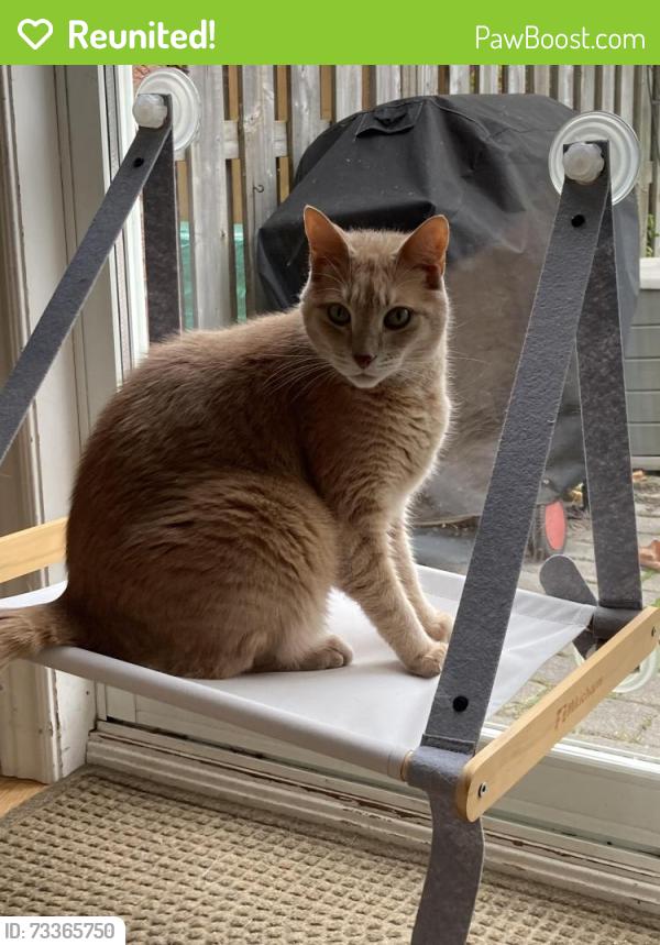 Reunited Male Cat last seen Church and Victoria Waterdown, Hamilton, ON L0R 2H0