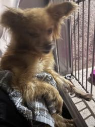 Shelter Stray Male Dog last seen Near BLOCK S WALKER AVE, 2811 SE 29th St, Oklahoma City, OK 73129, USA